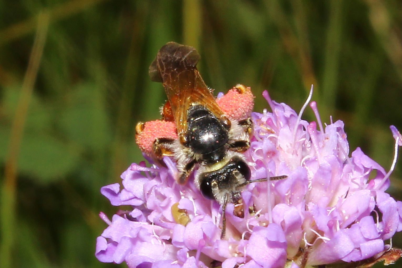 Andrena hattorfiana